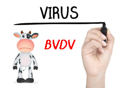 BVDV Enfeksiyonu ile Mücadele